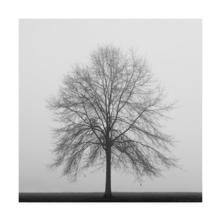 Trademark Fine Art Nicholas Bell Photography 'Winter Trio 3' Canvas Art, 24x24 ALI43774-C2424GG